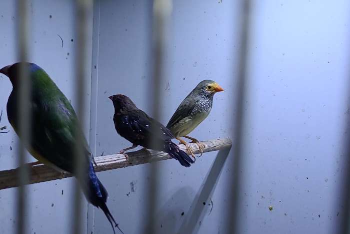 1-1 binzenastrilde met 2 jonge van dit koppel.