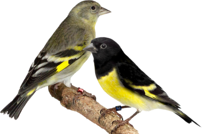 te koop geelbuik sijzen