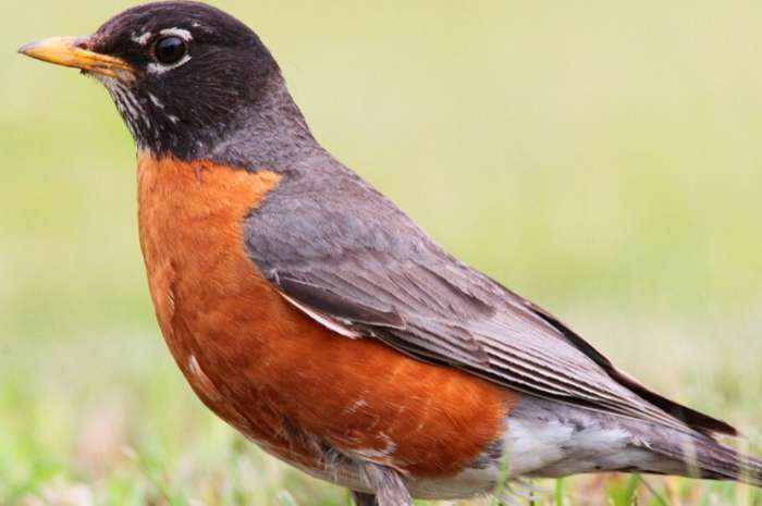 roodborstlijster man