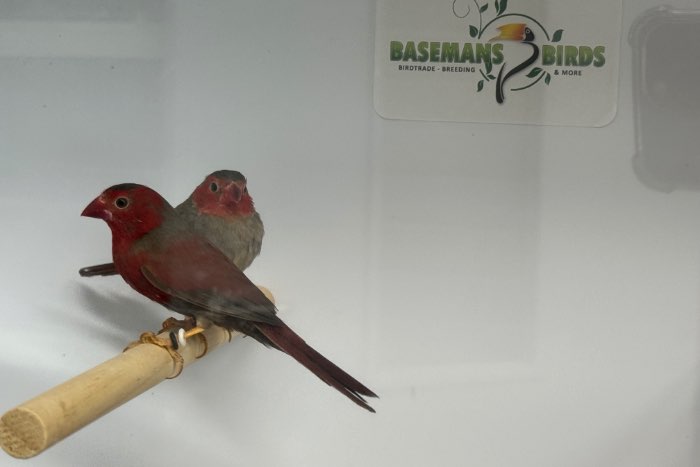 diverse tropische vogels