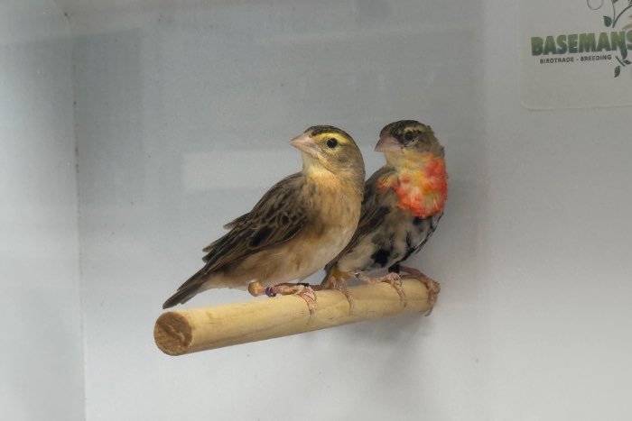 diverse tropische vogels