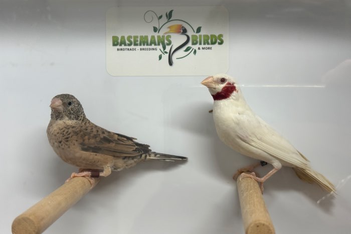 diverse tropische vogels