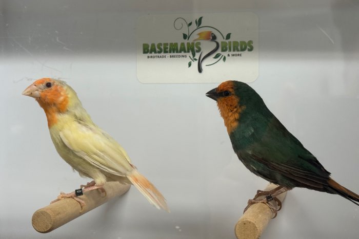 diverse tropische vogels