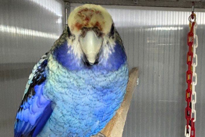 0-1 blauwwang rosella