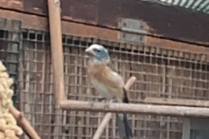 bonte lazulivink man, passerina amoena.