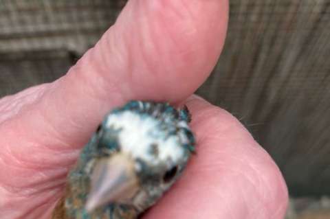 bonte lazulivink man, passerina amoena.