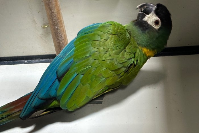 geelnekara man (primolius auricollis)