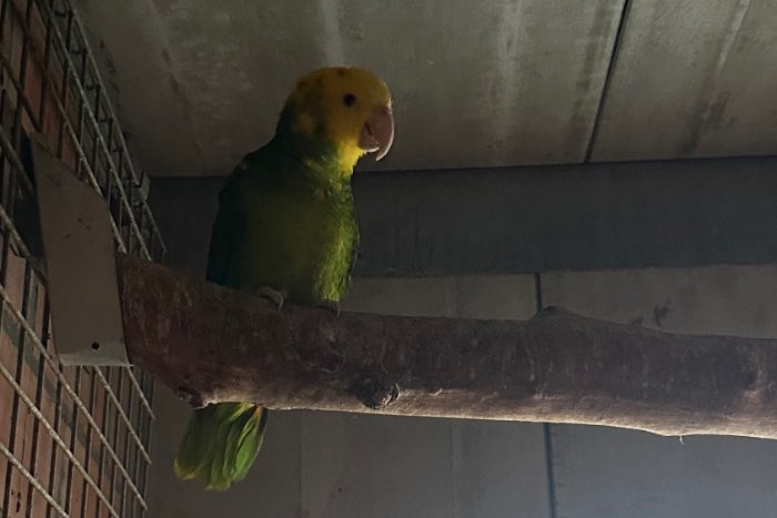 1-0 dubbele geelkop amazone (amazona oratrix)