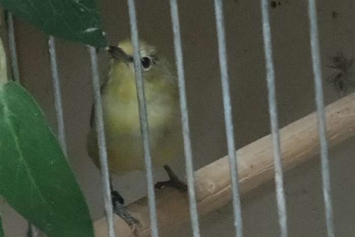 senegal brilvogels ek 2026