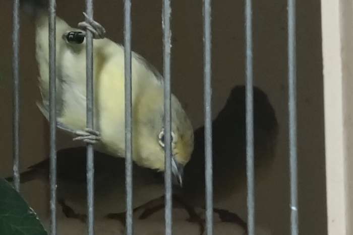 senegal brilvogels ek 2026