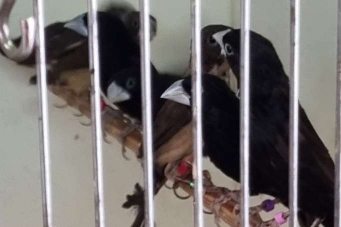 3,3 lonchura stygia te koop