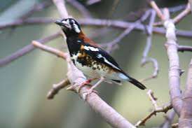 pop kastanjeruglijster