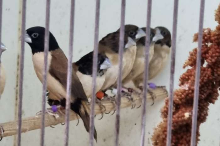 2,2 lonchura spectabilis