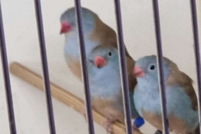 2,2 blue-capped  cordonbleu