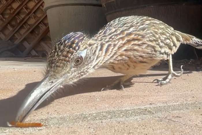 roadrunner geococcyx californianus
