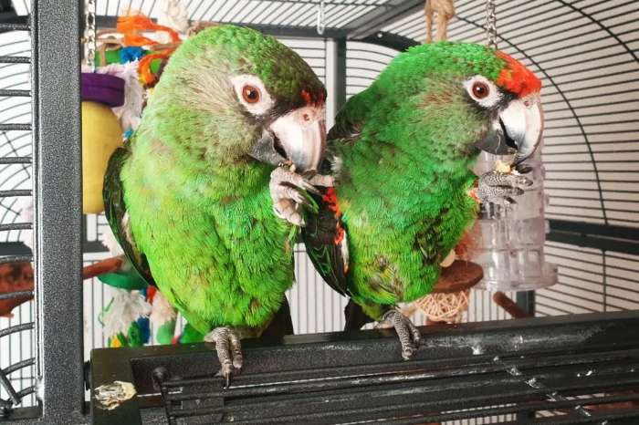 neumanns kongopapagei