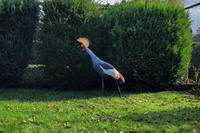 te koop: grijze kroonkraanvogel vrouw