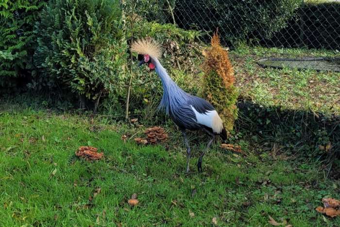 te koop: grijze kroonkraanvogel vrouw