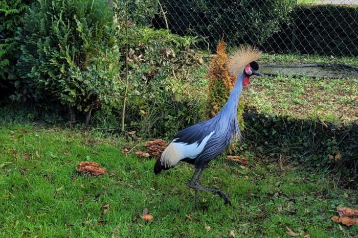 te koop: grijze kroonkraanvogel vrouw