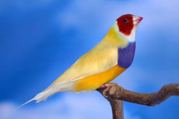 gould man ruilen voor een pop