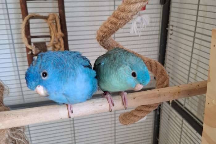 gezocht catharinaparkiet man