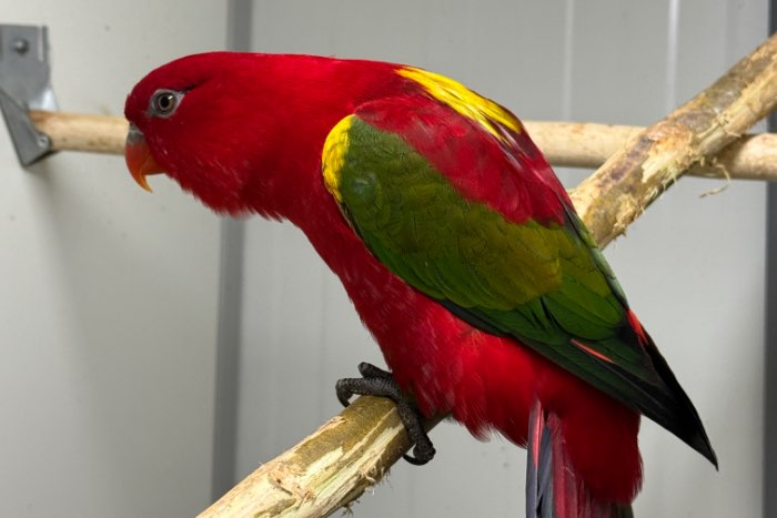 lorius garrulus flavopalliatus