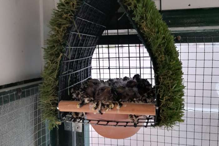 nestkasten tropische vogels,