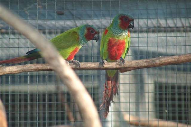 1-1 pyrrhura pfrimeri broedrijp