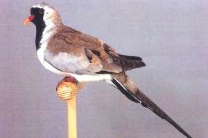 4-0 zwartmaskerduifjes