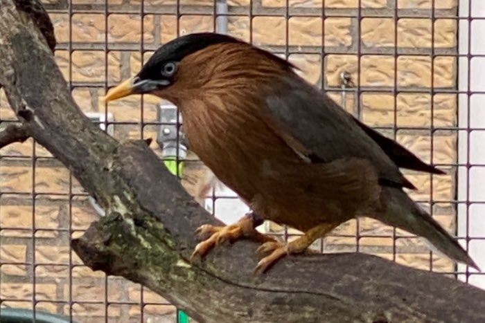 broedkoppel pagodespreeuwen