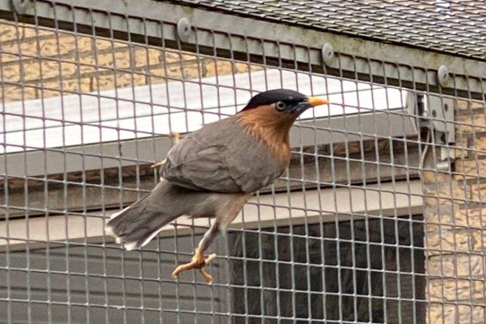 broedkoppel pagodespreeuwen