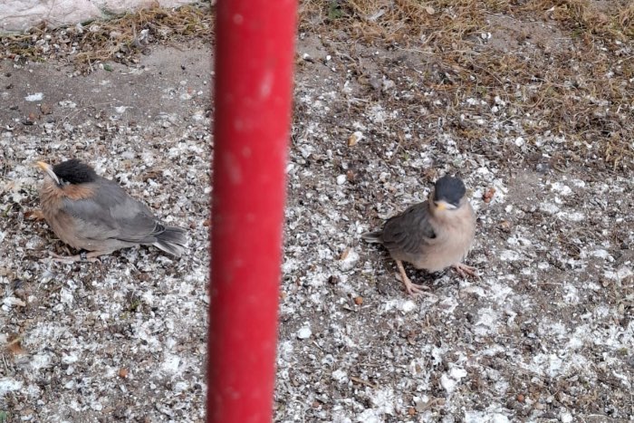 broedkoppel pagodespreeuwen