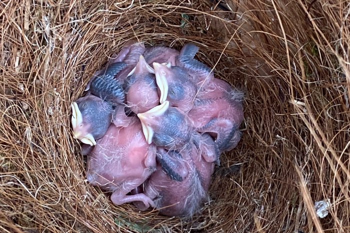 broedkoppel pagodespreeuwen