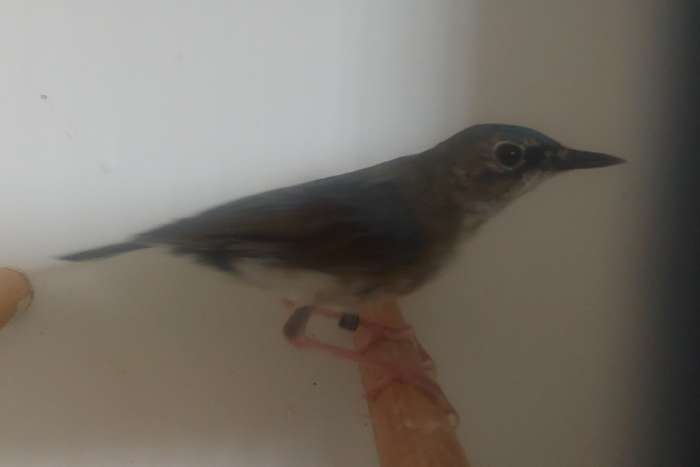 siberische blauwe nachtegaal man