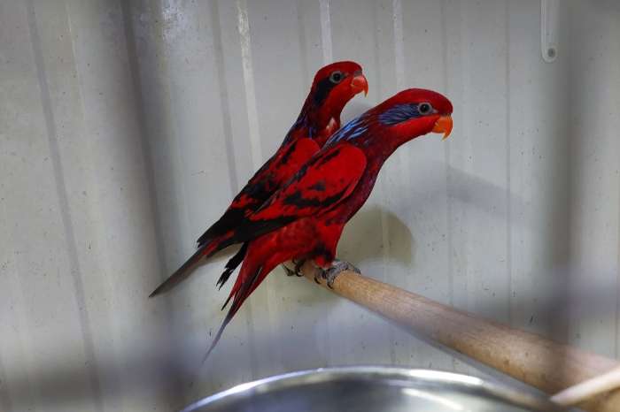 ter overname eos reticulata