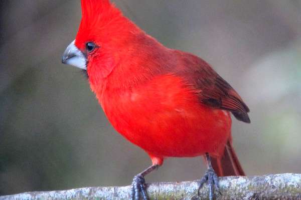 0.1 wermilion kardinal gezocht pop or koppel.