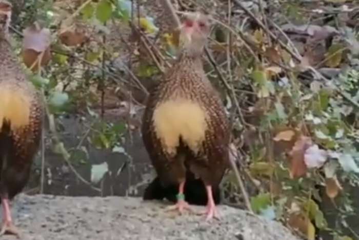 ptilopachus petrosus