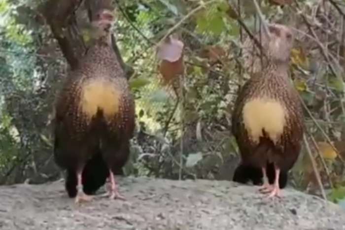 ptilopachus petrosus