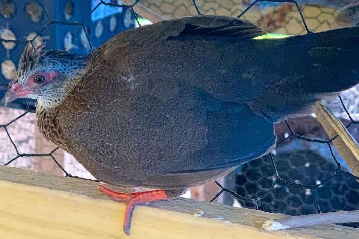 ptilopachus petrosus