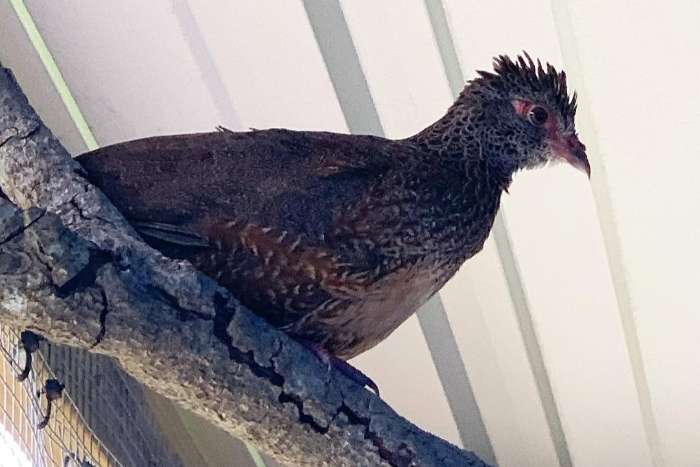 ptilopachus petrosus