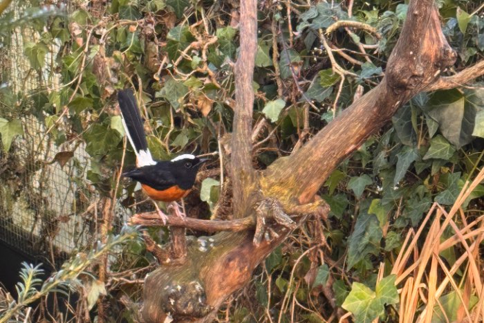 0-1 witkruin schamalijster (cospsychus stricklandii)