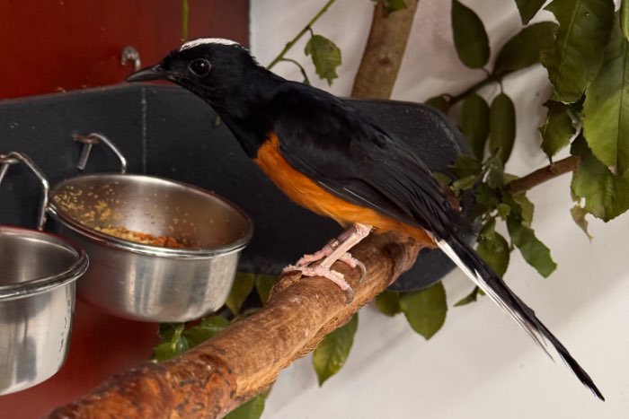 0-1 witkruin schamalijster (cospsychus stricklandii)