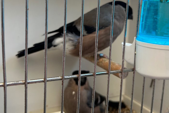 noordse goudvinken 2023