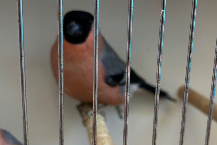 noordse goudvinken 2023