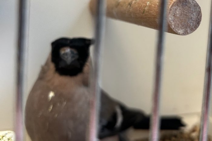 noordse goudvinken 2023