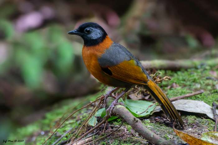 trochalopteron (garrulax) yersini