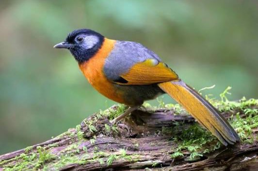 diverse gaailijsters - different laughingtrushes