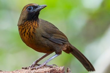 diverse gaailijsters - different laughingtrushes