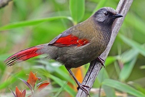 diverse gaailijsters - different laughingtrushes