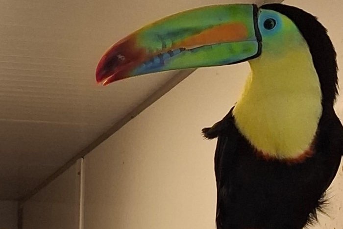 diverse arassaris - different aracari’s